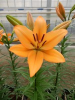 [5086 Indian Diamond No01.JPG]